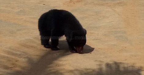 bear-wayanad-wildlife