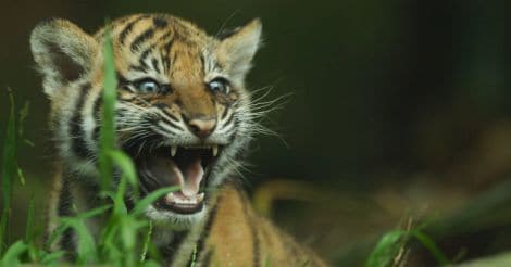  It's a tiger cub: TVPM zoo celebrates the arrival of its new entrant | Video