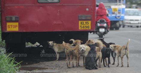 Why do stray dogs return to hospitals that sterilize them?