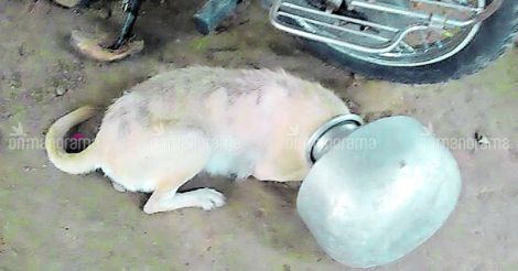 Dog's head gets stuck in aluminum pot, firemen comes to its rescue