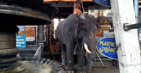  Elephants run amok at Guruvayur temple; mahout, 2 others injured
