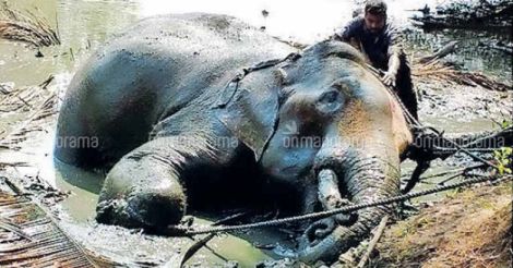 kadalundi-elephant-1