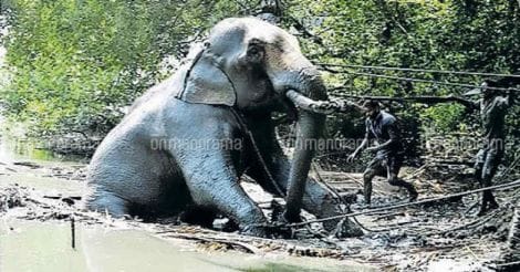High drama in Kadalundi as tusker runs amok during temple festival