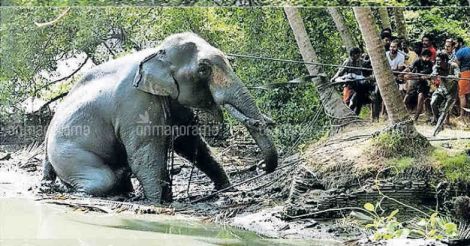 High drama in Kadalundi as tusker runs amok during temple festival