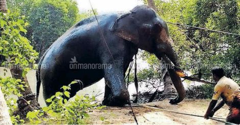 High drama in Kadalundi as tusker runs amok during temple festival