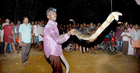 King, queen cobras in zesty fight in Thenmala, Vava Suresh plays referee
