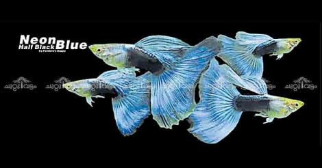 Guppy is not just a fish for Siju Cherian