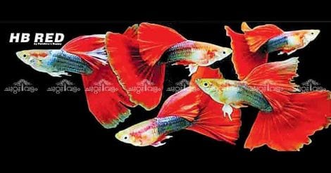 Guppy is not just a fish for Siju Cherian