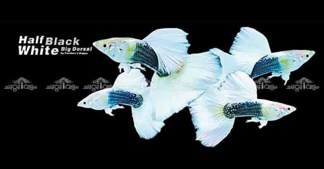 Guppy is not just a fish for Siju Cherian