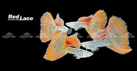 Guppy is not just a fish for Siju Cherian