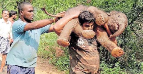 Forest official who carried a baby elephant on his shoulders: The story behind the picture 