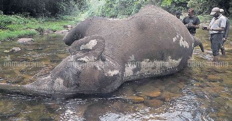 Elephant found dead near Athirappilly waterfall