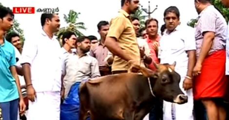 Kannur Youth Cong workers slaughter cattle in public, distribute cooked meat