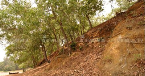 Kerala's unique plan for Environment Day: to fell trees like acacia, eucalyptus