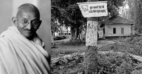 Standing tall in Kerala, a tree planted by the Mahatma