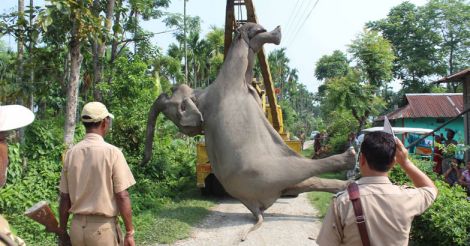 Captive elephants and the Rs 200-crore economy around them | Video