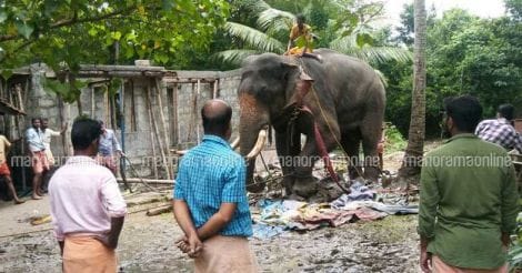 Elephant rescued from swamp still has its legs in the bog 