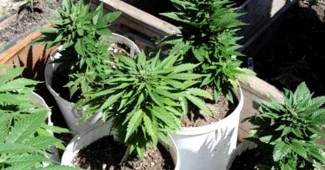 As waterholes dry up, tipplers graze the 'grasslands' for a high