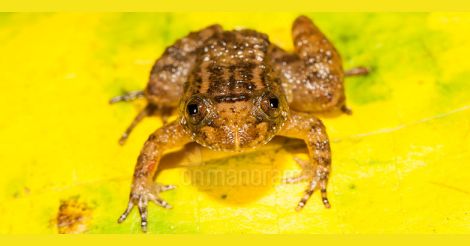 athirappily-night-frog1