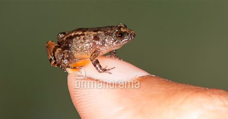 Pulivijayan's frog