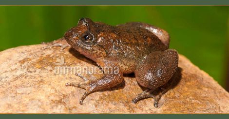 radcliffes-night-frog