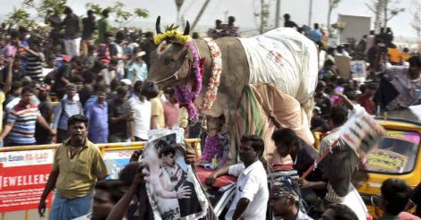 Pro Jallikattu protest