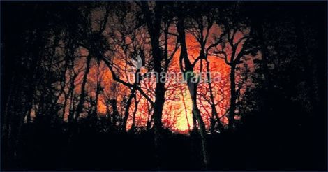 Massive forest fire wreaks havoc in Kerala 