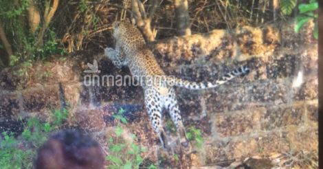 Leopard tranquilized after 7 hours, Kannur heaves a sigh of relief