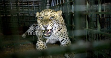 Leopard enters Maruti Suzuki plant in Manesar