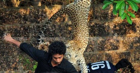 Leopard caught from Kannur was a pet animal?