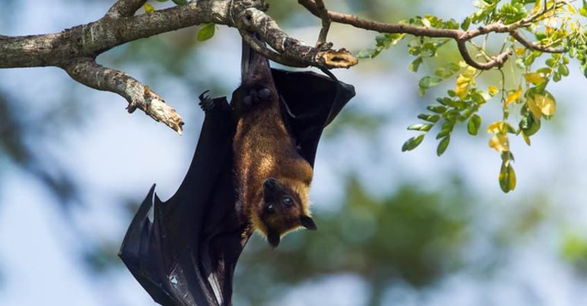 First Nipah casualty did eat fruits bitten by bats: Probe First Nipah casualty did eat fruits bitten by bats: Probe