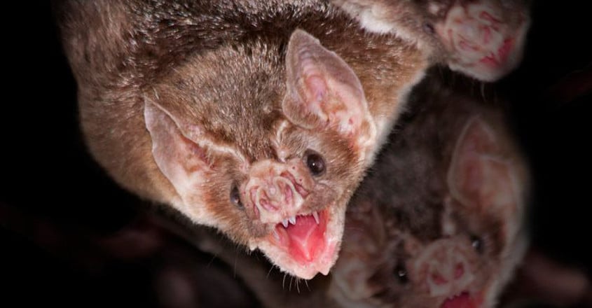 First Nipah casualty did eat fruits bitten by bats: Probe First Nipah casualty did eat fruits bitten by bats: Probe