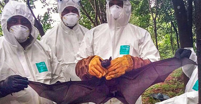 First Nipah casualty did eat fruits bitten by bats: Probe First Nipah casualty did eat fruits bitten by bats: Probe
