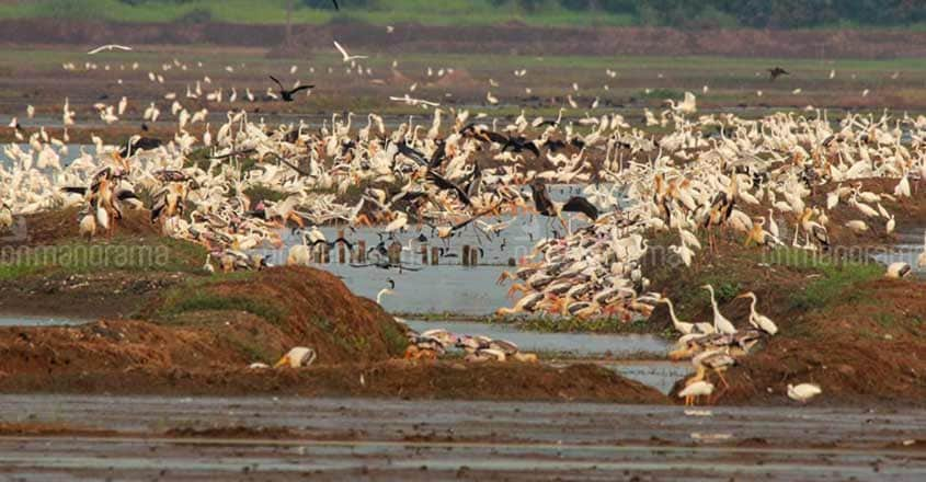 Kerala flood bonanza: Starlings and flamingoes in Thrissur wetland ...