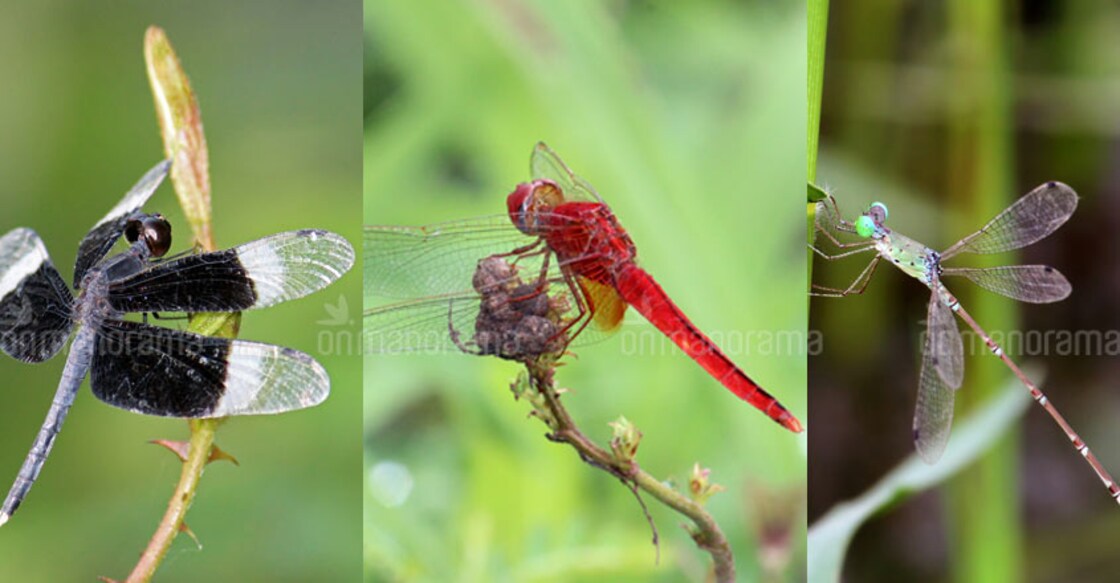 Flood disaster takes its toll on dragonfly population