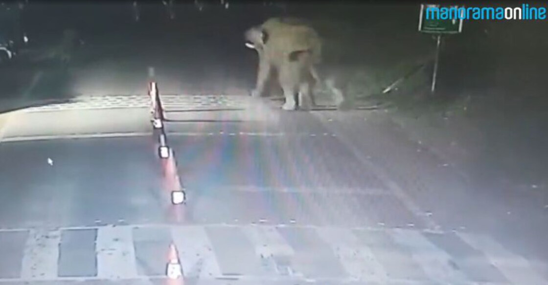 Karimala route to Sabarimala closed at night fearing elephants 