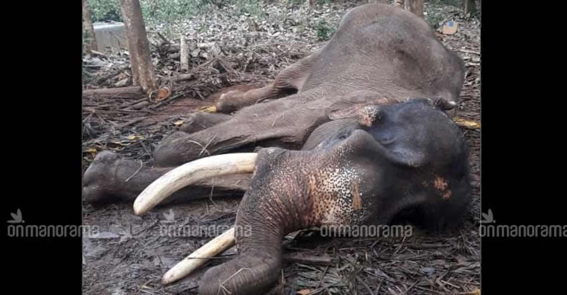 2018 is the worst year in history for captive elephants in Kerala 2018 is the worst year in history for captive elephants in Kerala