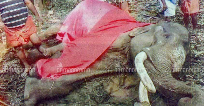 2018 is the worst year in history for captive elephants in Kerala 2018 is the worst year in history for captive elephants in Kerala