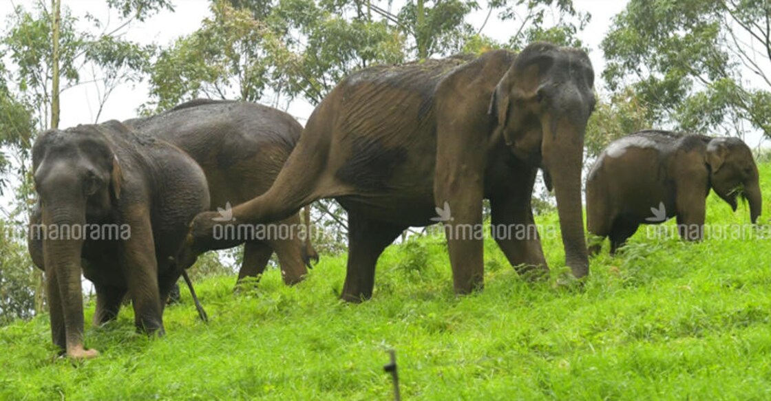 ow wild elephants in Munnar forests were thrown out of their habitat