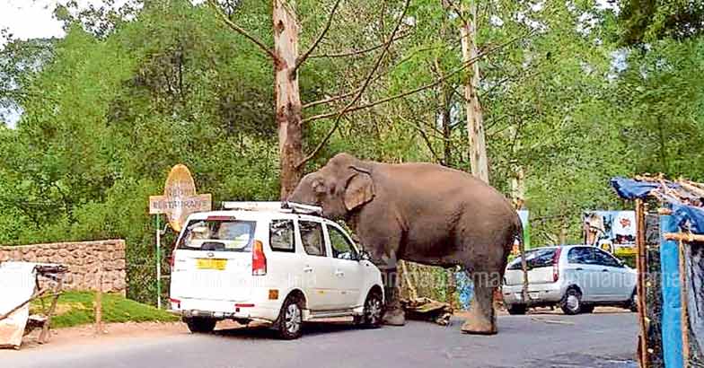 Kerala doubles compensation for people killed in wild animal attacks