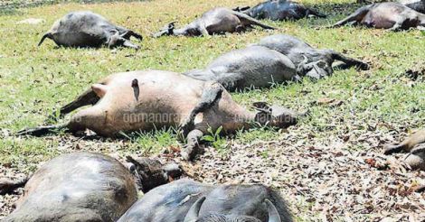 16 buffaloes killed as train hits a herd near Changanassery