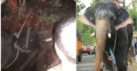 Elephant runs amok, dies after falling into well 