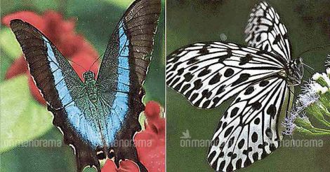 Kerala raises a chorus for a state butterfly