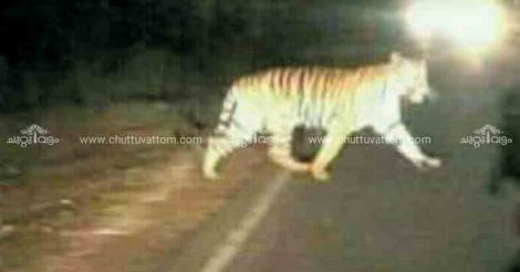 Konni village on edge over 'hoax' social media alerts about tiger