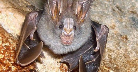 Fruit bats not the culprit behind Nipah scare in Kerala?