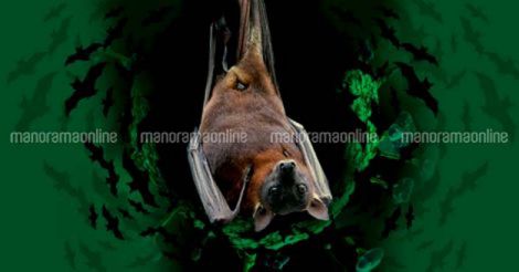 Will Nipah spread through eggs or milk? No, says Animal Husbandry Department