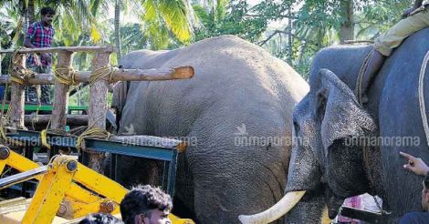 TN lesson: Spare the rod, tame the tusker