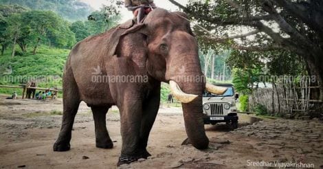 TN lesson: Spare the rod, tame the tusker