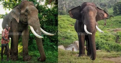 TN lesson: Spare the rod, tame the tusker 