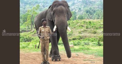 TN lesson: Spare the rod, tame the tusker